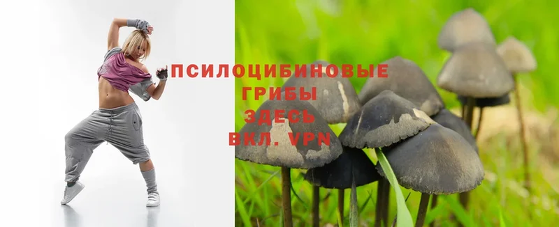 купить наркотики сайты  Карачаевск  Псилоцибиновые грибы Psilocybine cubensis 